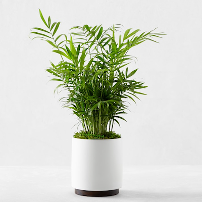 Ceramic Potted Herbs